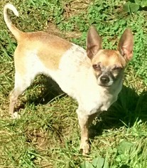 Chihuahua Dogs for adoption in Cabool, MO, USA