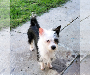 Medium Photo #1 Jack Russell Terrier-Maltese Mix Puppy For Sale in Redondo Beach, CA, USA