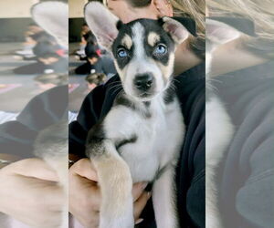 Borador Dogs for adoption in GILBERTS, IL, USA