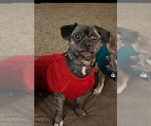 Shih Tzu Dogs for adoption in Gwinn, MI, USA