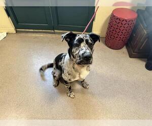 Catahoula Leopard Dog-Unknown Mix Dogs for adoption in Pasadena, CA, USA