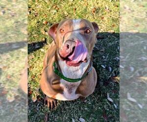 Mutt Dogs for adoption in Texas City, TX, USA