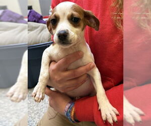 Feist Terrier-Unknown Mix Dogs for adoption in Boston, MA, USA