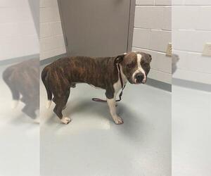 American Bulldog Dogs for adoption in St. Cloud, FL, USA