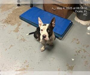 American Pit Bull Terrier Dogs for adoption in Ocala, FL, USA