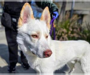 Siberian Husky Dogs for adoption in Martinez, CA, USA