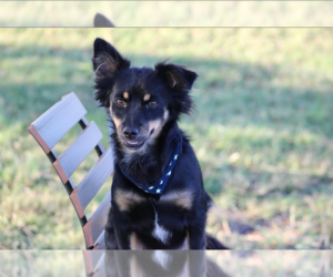 Chihuahua-Spaniel Mix Dogs for adoption in Cranston, RI, USA