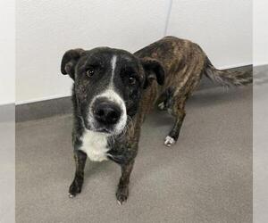 Staffordshire Bull Terrier-Unknown Mix Dogs for adoption in HESPERIA, CA, USA