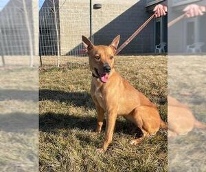 Mutt Dogs for adoption in Ogden, UT, USA