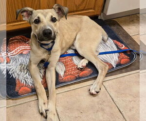 Mutt Dogs for adoption in Woodbury, NY, USA