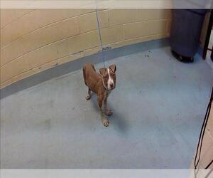 Mutt Dogs for adoption in Tulsa, OK, USA