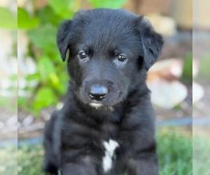 Labrador Retriever-Unknown Mix Dogs for adoption in San Diego, CA, USA