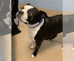 Boston Terrier Dogs for adoption in Mission Viejo, CA, USA
