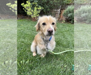 Cocker Spaniel-Dachshund Mix Dogs for adoption in Hesperia, CA, USA