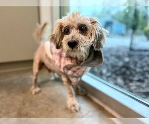 Lhasa Apso Dogs for adoption in Tavares, FL, USA