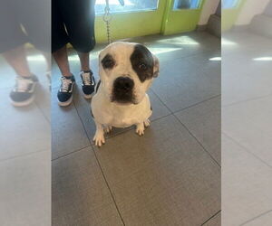 Mutt Dogs for adoption in Rancho Cucamonga, CA, USA