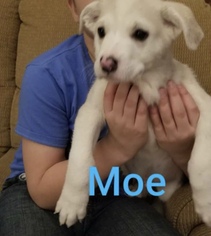 Medium Photo #1 Great Pyredane Puppy For Sale in Maple Grove, MN, USA