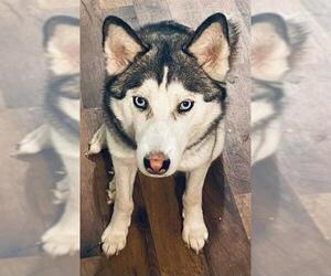 Siberian Husky-Unknown Mix Dogs for adoption in San Antonio, TX, USA