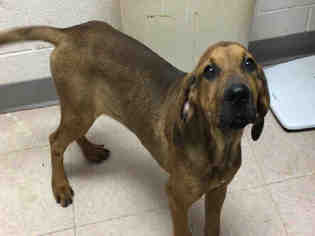 Medium Photo #1 Bloodhound Puppy For Sale in Lufkin, TX, USA