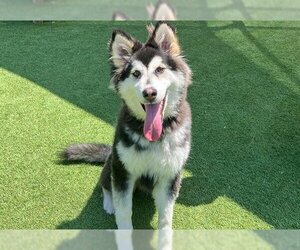 Alaskan Malamute Dogs for adoption in Orange, CA, USA