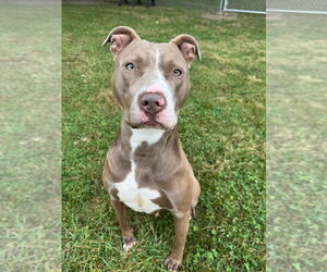 Staffordshire Bull Terrier Dogs for adoption in La Porte, IN, USA