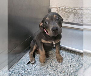 American Pit Bull Terrier-Unknown Mix Dogs for adoption in Long Beach, CA, USA