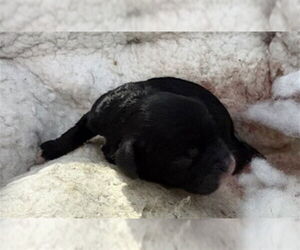 Mutt Dogs for adoption in San Bernardino, CA, USA