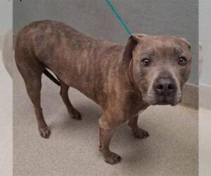 Mutt Dogs for adoption in Las Vegas, NV, USA