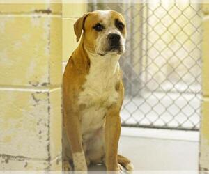 Mutt Dogs for adoption in Tulsa, OK, USA