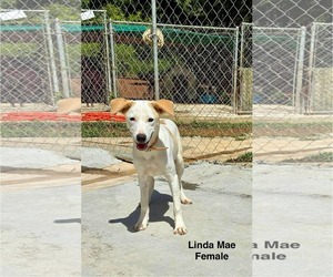 Chihuahua-Retriever  Mix Dogs for adoption in Virginia Beach, VA, USA