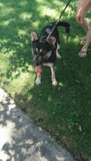 German Shepherd Dog Dogs for adoption in Lorain, OH, USA