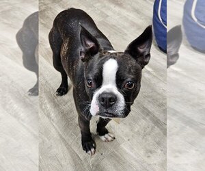 Boston Terrier Dogs for adoption in Ellijay, GA, USA