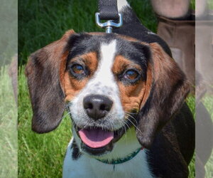 Beagle Dogs for adoption in Huntley, IL, USA