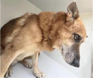 German Shepherd Dog Dogs for adoption in Houston, TX, USA