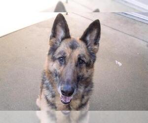 Shepweiller Dogs for adoption in Santa Rosa, CA, USA