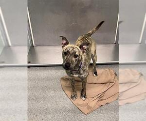Catahoula Leopard Dog-Unknown Mix Dogs for adoption in Palmetto, FL, USA