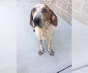 English Coonhound Dogs for adoption in Palmetto, FL, USA