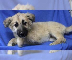 Huskies -Unknown Mix Dogs for adoption in Thief River Falls, MN, USA