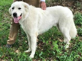 Great Pyrenees Dogs for adoption in Spring, TX, USA