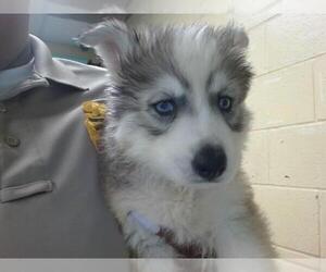Siberian Husky-Unknown Mix Dogs for adoption in Downey, CA, USA