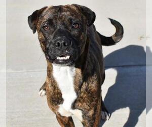 Boxer-Unknown Mix Dogs for adoption in Tulsa, OK, USA