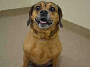Puggle Dogs for adoption in Aurora, CO, USA