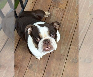 Bulldog Dogs for adoption in St. Louis Park, MN, USA