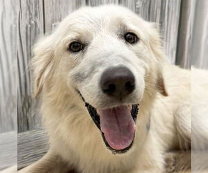 Medium Photo #2 Great Pyrenees-Unknown Mix Puppy For Sale in Jefferson, WI, USA