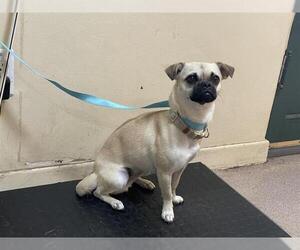 Pug-Unknown Mix Dogs for adoption in Pasadena, CA, USA