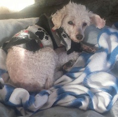 Poodle (Toy) Dogs for adoption in Columbus, OH, USA