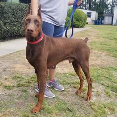 Doberman Pinscher Dogs for adoption in Columbus, GA, USA