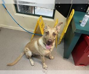 Shepradors Dogs for adoption in Pasadena, CA, USA