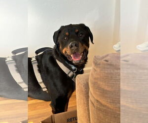 Rottweiler Dogs for adoption in Fort Collins, CO, USA
