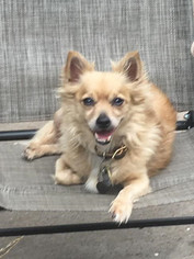 Pomeranian-Unknown Mix Dogs for adoption in Weatherford, TX, USA